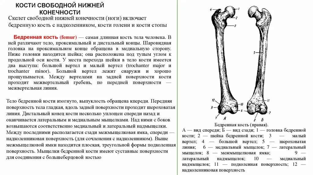 Скелет свободной нижней конечности бедренная кость строение. Кости свободной части нижней конечности бедренная кость. Строение костей свободной нижней конечности.