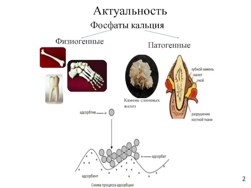 Фосфоре кальции железе