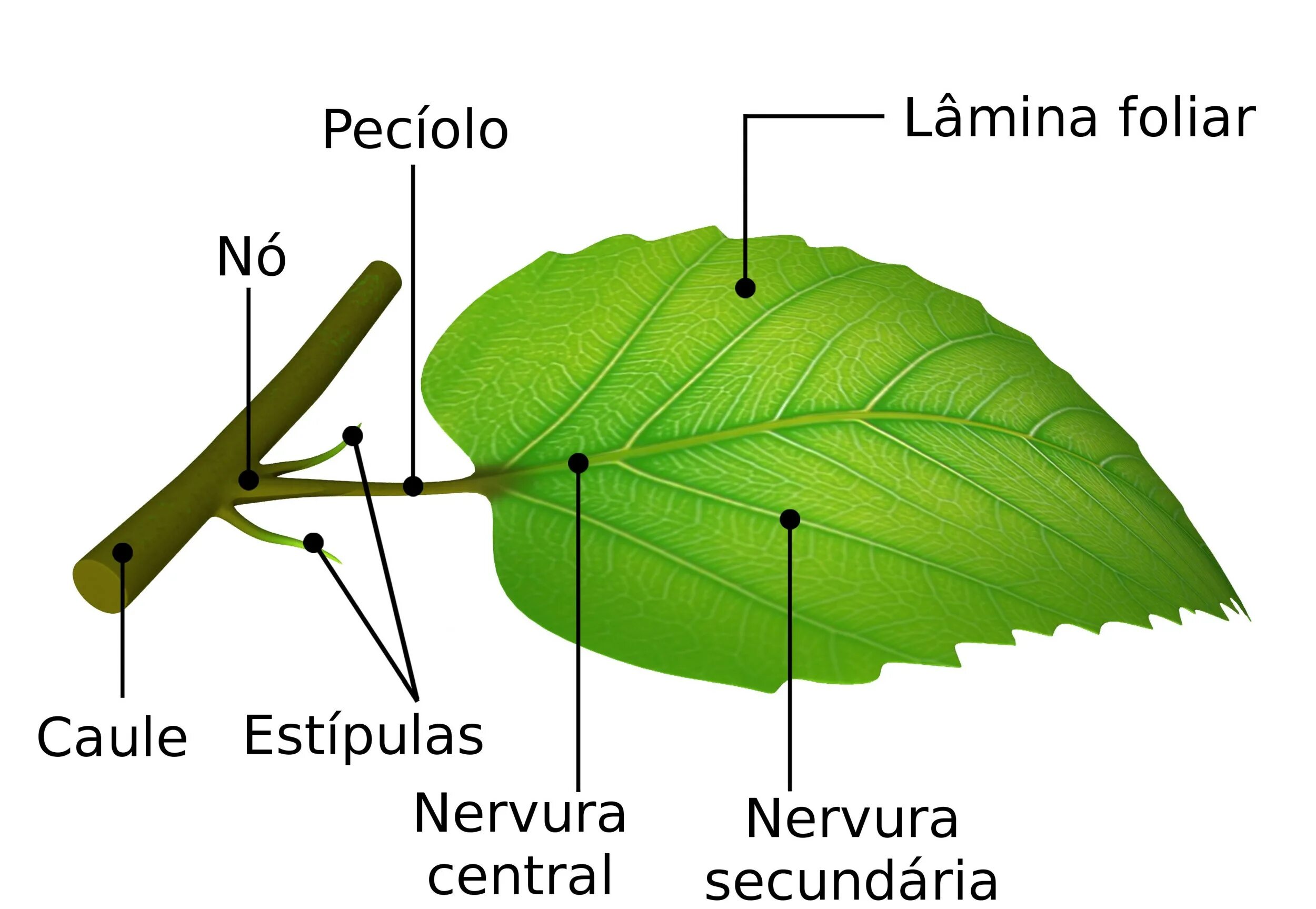 Leaf structure. Диаграмма стебель-листья. Parts of leaves. Parts of leaves. Leaf structure.