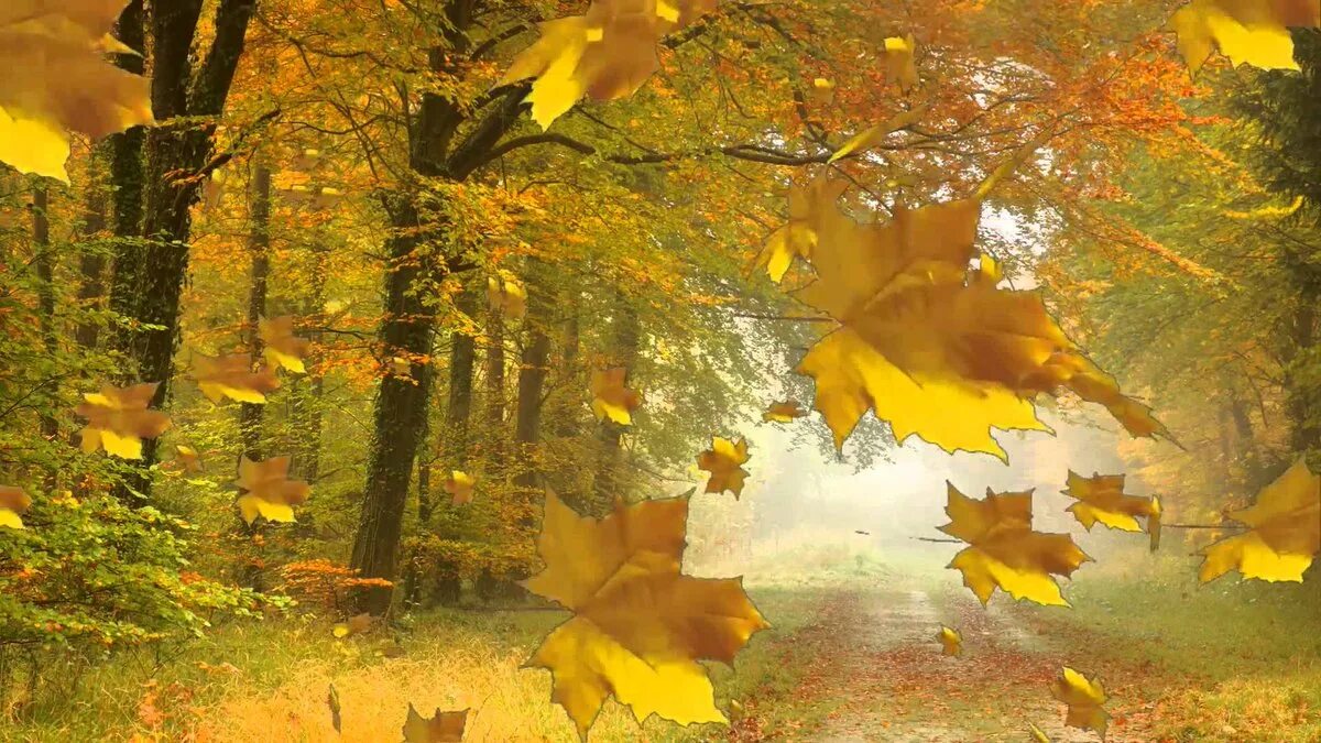 Осенний ветер срывает листья. Осень листопад. Листопад в лесу. Осенний лес листопад. Золотой листопад.