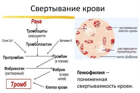 В образовании тромба участвуют