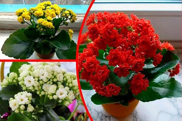 Как заставить цвести Каланхоэ в домашних условиях? - Цветы Планеты