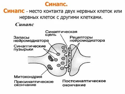 Синапс строение