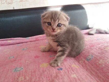Как выглядят котята в 2 недели