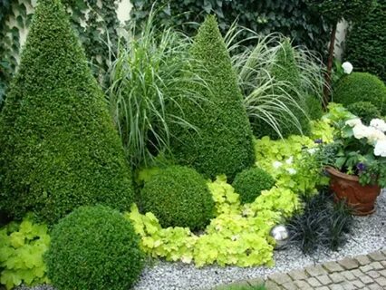 Самшиты в ландшафтном