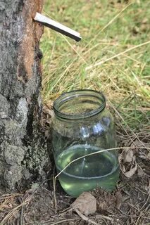 Рецепт закатки березового сока