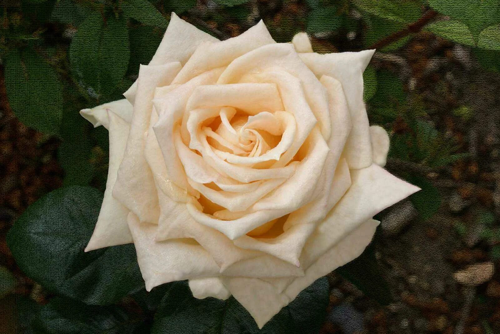 описание розы ванилла. описание розы ванилла. роза ванилла меидиланд. Vanilla meidiland ванилла меидиланд роза. роза чайно-гибридная ванилла.