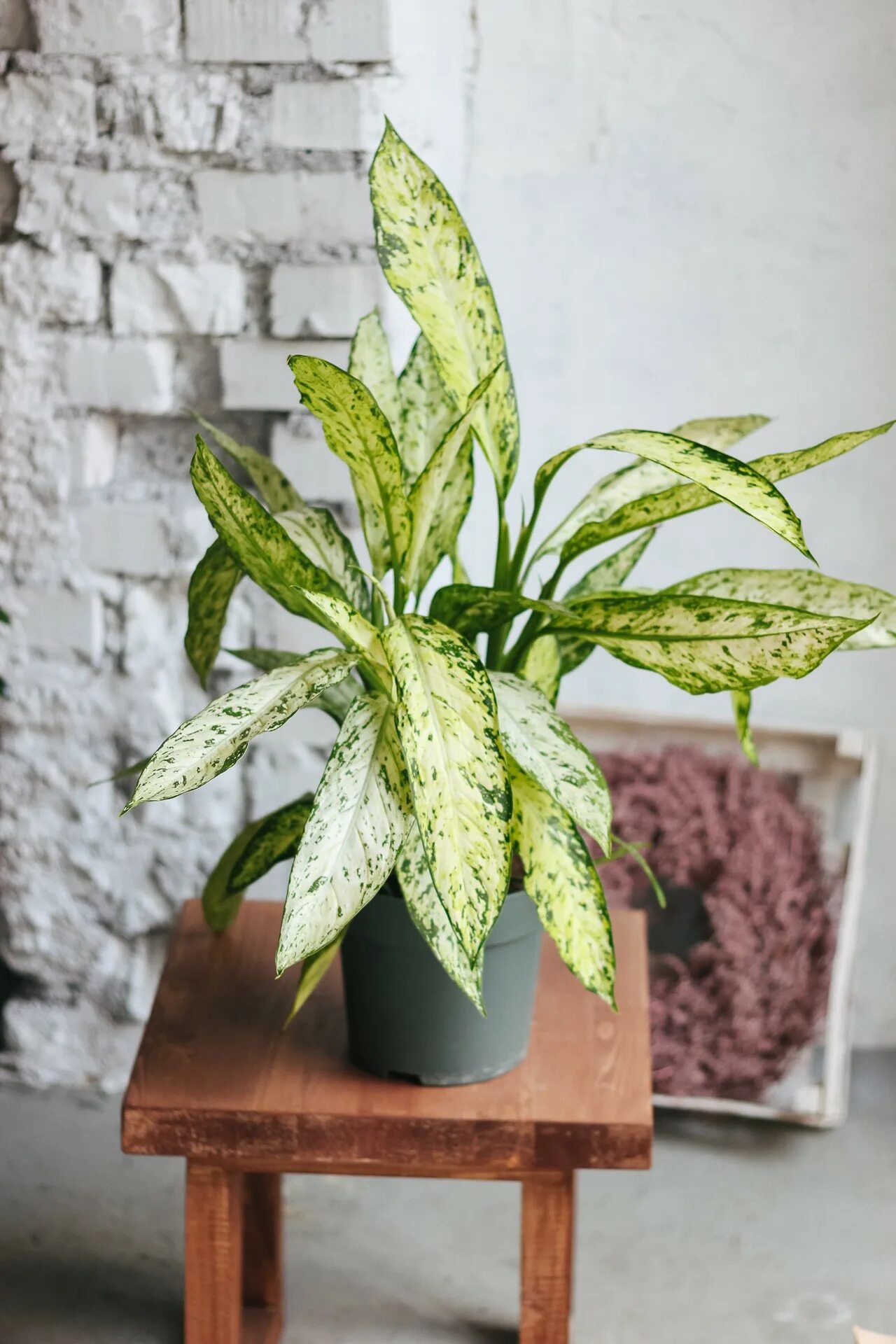 Диффенбахия везувий. Диффенбахия vesuvius. диффенбахия (dieffenbachia) vesuvius. везувий цветок диффенбахия.