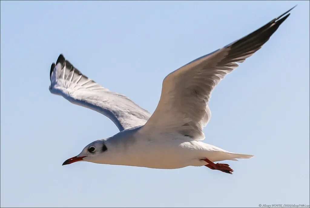 Серебристая чайка в североморске. Кольчатая чайка. Как живут чайки. Чайки в мурманске. Чайки птицы.