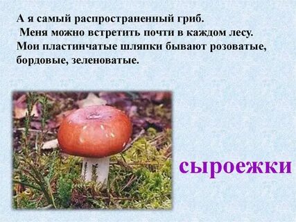 Можно ли есть гриб сыроежка