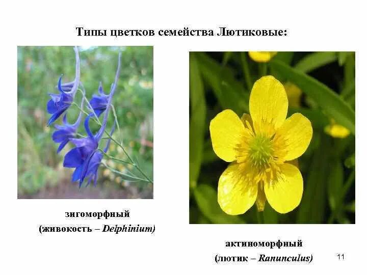 Лютик ползучий растение. Семейство лютиковые листья. Двудольные растения лютиковые. Лютик едкий куриная слепота. Лютик полевой.