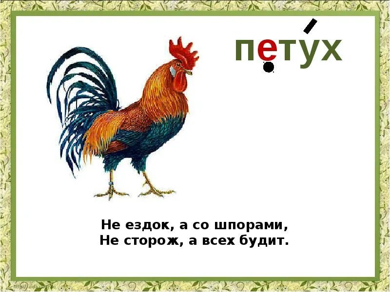 Загадка про петуха. Загадка про петушка. Загадка про пе уха для детей. Загадка про петуха для детей. Слова петуха собаке