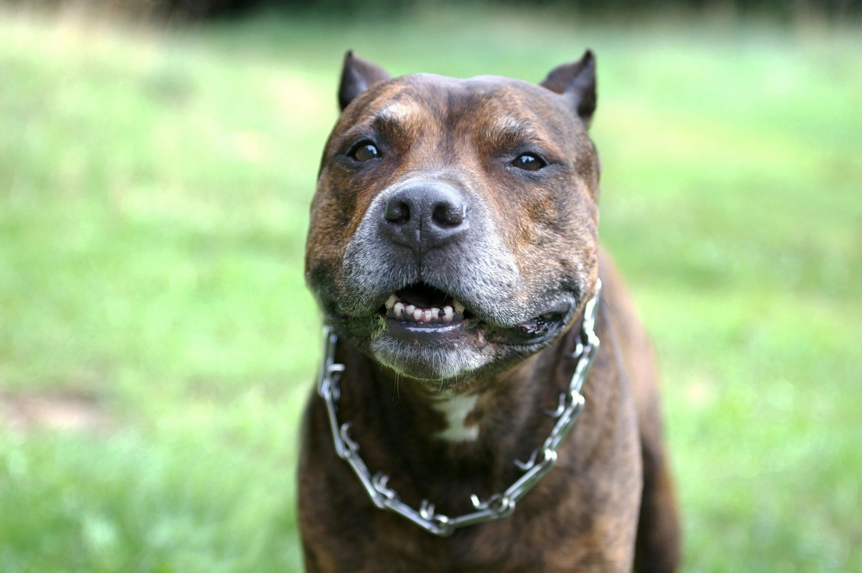 Винсент ротвейлер. Стаффордширский терьер прикус. Здоровый ротвейлер. Ротвейлер собака злой. Винсент ротвейлер.