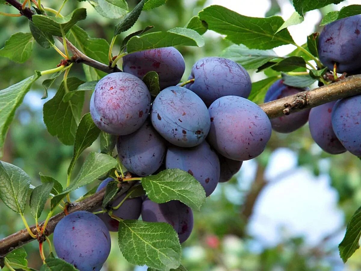 Слива заречная ранняя описание сорта. Слива Prunus domestica. Слива Ренклод Мичуринский. Слива Окская. Слива Ренклод Северный.