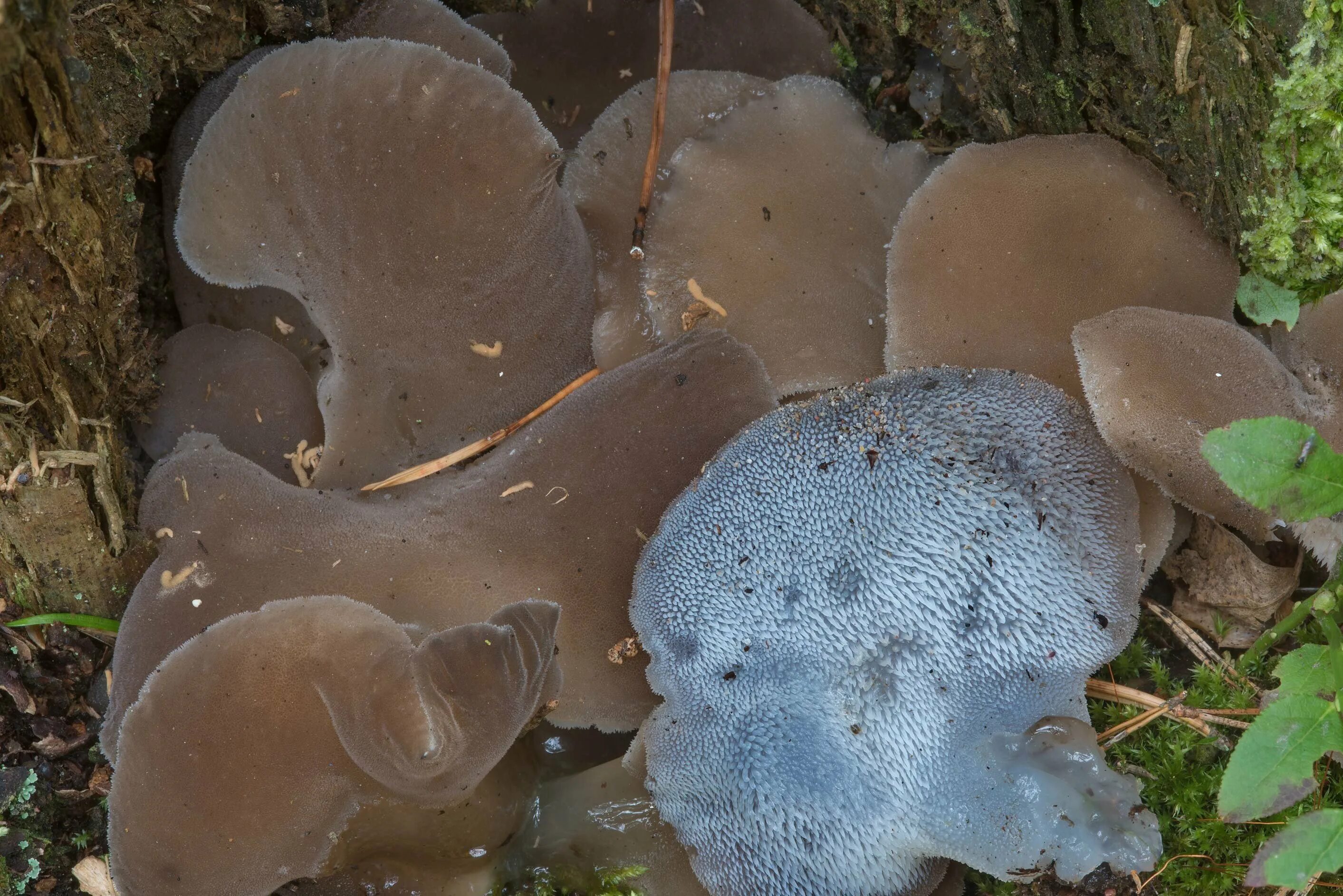 Ежовик студенистый. Ложноежовик студенистый гриб. Ложноежовик студенистый. Псевдоевклидово студенистый гриб. Ежовик гриб гименофор.