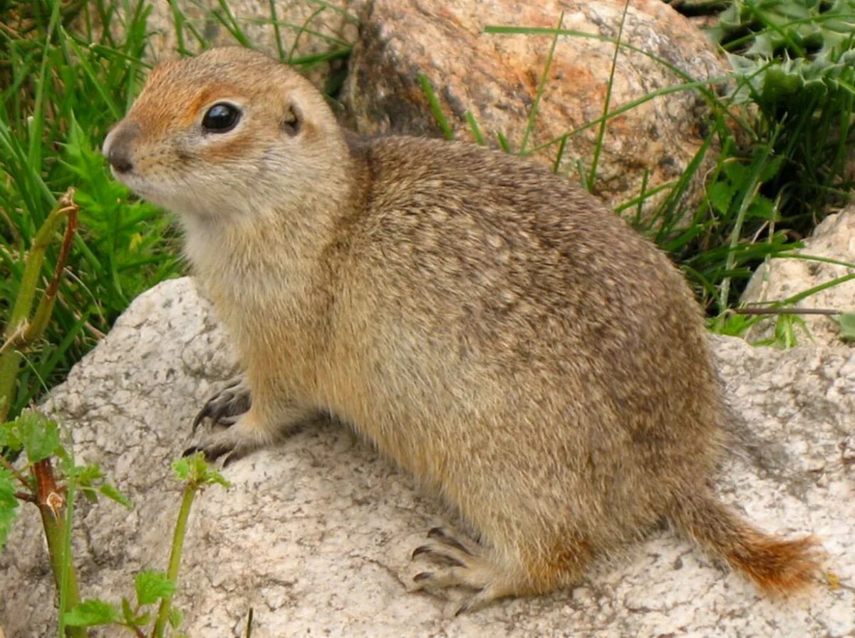 Водятся суслики. Европейский суслик (Spermophilus citellus). Малый суслик Ставропольского края. Суслик Крымский. Горный суслик Кавказ.