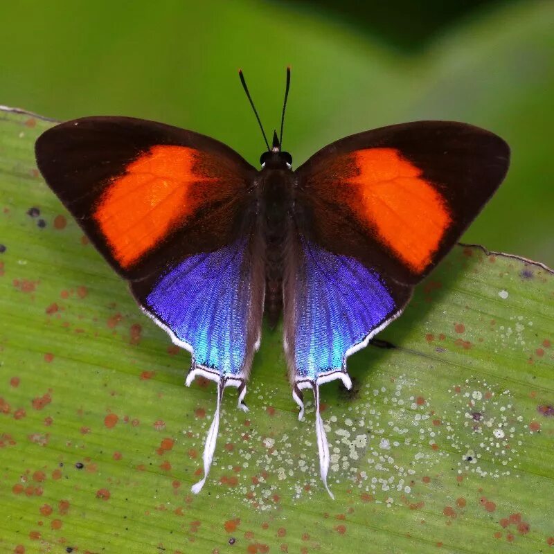 Название самых красивых бабочек. Бабочки тропических лесов Австралии. Бабочка Кернс Бердвинг. Красивые бабочки. Удивительные бабочки.