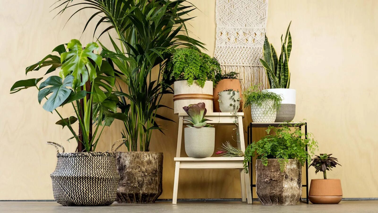 Indoor plants. Комнатные растения. Комнатные растения в интерьере. Декоративные растения для интерьера. Неприхотливые комнатные растения.