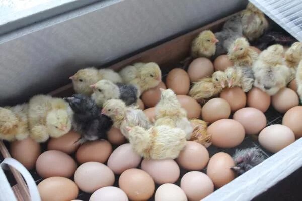 В каких яйцах есть цыплята. Яйца инкубационные Кохинхинов. Цыплята суточные Кохинхинов. Инкубационное яйцо кохинхин. Яйца кур Кохинхинов.
