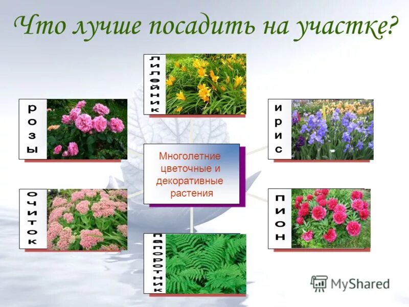 Двудольные растения сложноцветные. Однолетние растения. Однолетние декоративные растения. Культурные декларативные растения. К цветочным растениям относятся.
