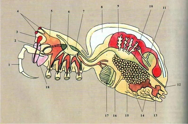 Ядовитые железы паука находятся. Внутренние органы паука. внутреннее строение паукообразных. внутреннее строение паука. название внутренних органов паука.