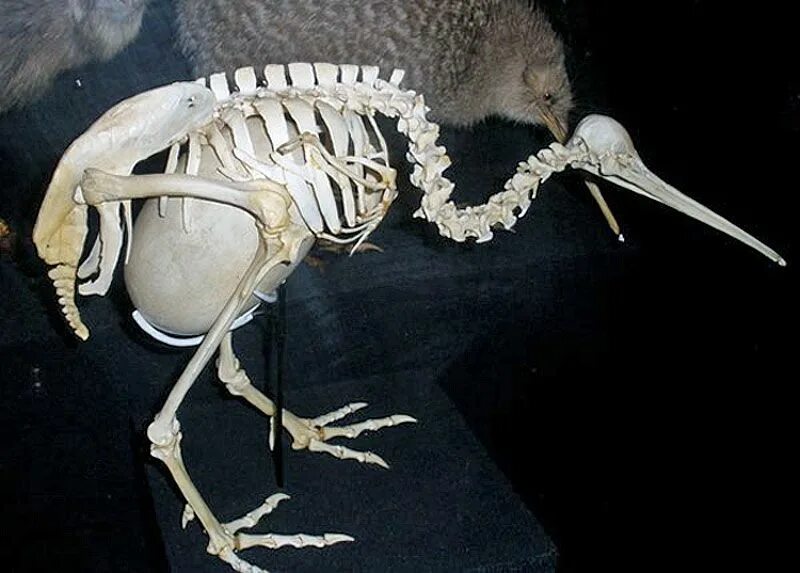 Киви птица скелет. Птица киви с яйцом. Киви птица рентген. Скелет нелетающих птиц.