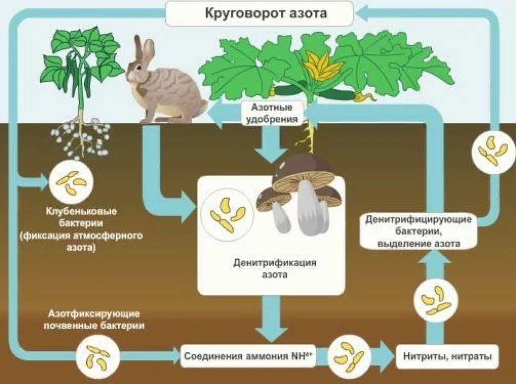 Азотные удобрения круговорот азота. Роль азота в круговороте. Круговорот азота в природе. Круговорот азота в природе схема.