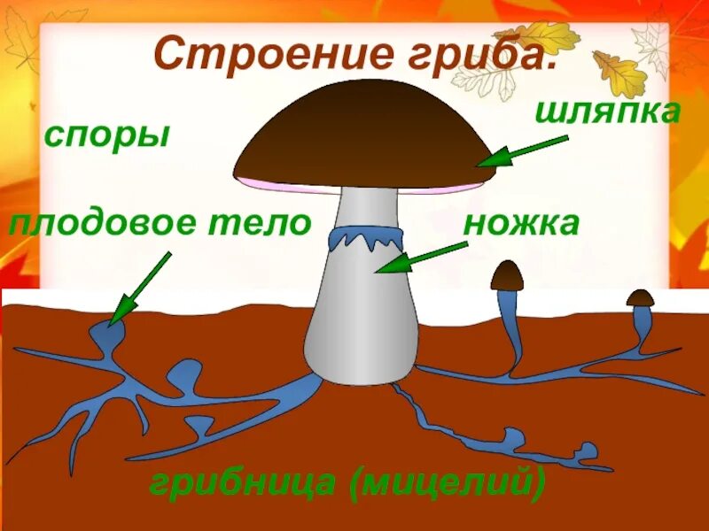 Что значит споры грибов. Плодовое тело споры и мицелий гриба. Строение споры гриба. Споры и мицелий гриба. Споры грибов строение.