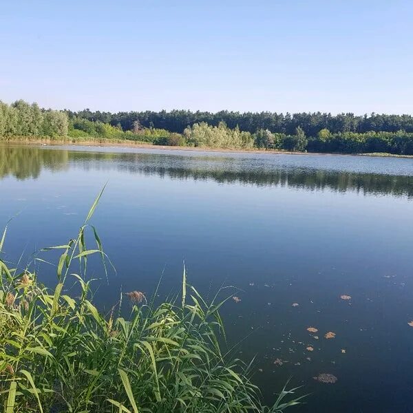 Самаровское озеро в королеве рыбалка. Самаровское озеро королев. Самаровский пруд в королеве. Парад планет жк озеро самаровское. Жк парад планет королев.