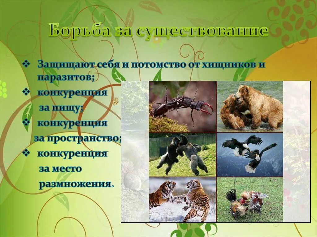 Борьба за существование. Борьба за существование это в биологии 7 класс. Борьба за существование и приспособления организмов. Борьба за существование это в биологии. Эволюционное учение дарвина борьба за существование