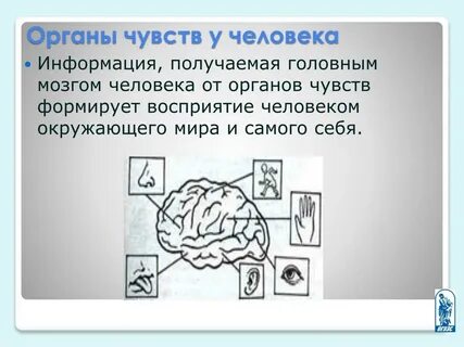 Мозг органы чувств