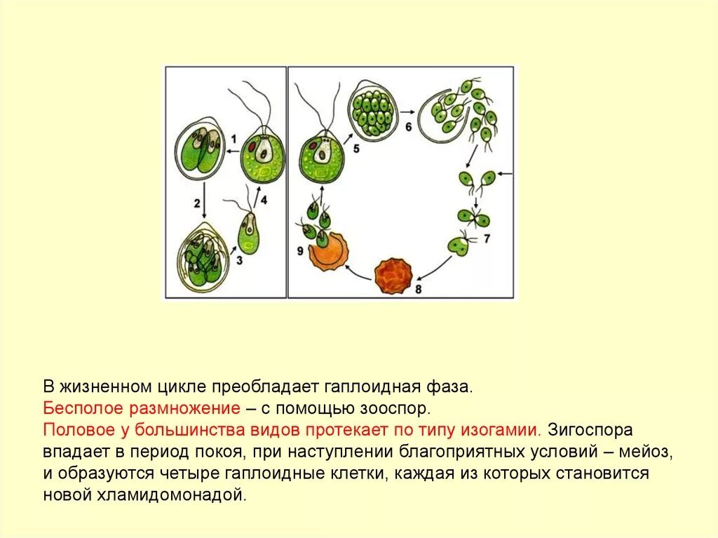 Chlorophyta отдел зелёные водоросли. Жизненный цикл зеленых водорослей. Отдел зеленые водоросли размножение. Изогамия размножение.