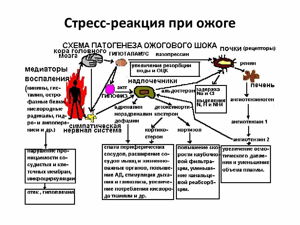 Степени шока при ожогах. Схема патогенеза ожоговой болезни. Схема развития ожогового шока. Пусковой механизм развития ожогового шока. Схема механизма развития ожогового шока.