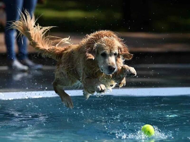 Dog Swim. Dog jumping on the place. Swimming Dog. My dog can jump