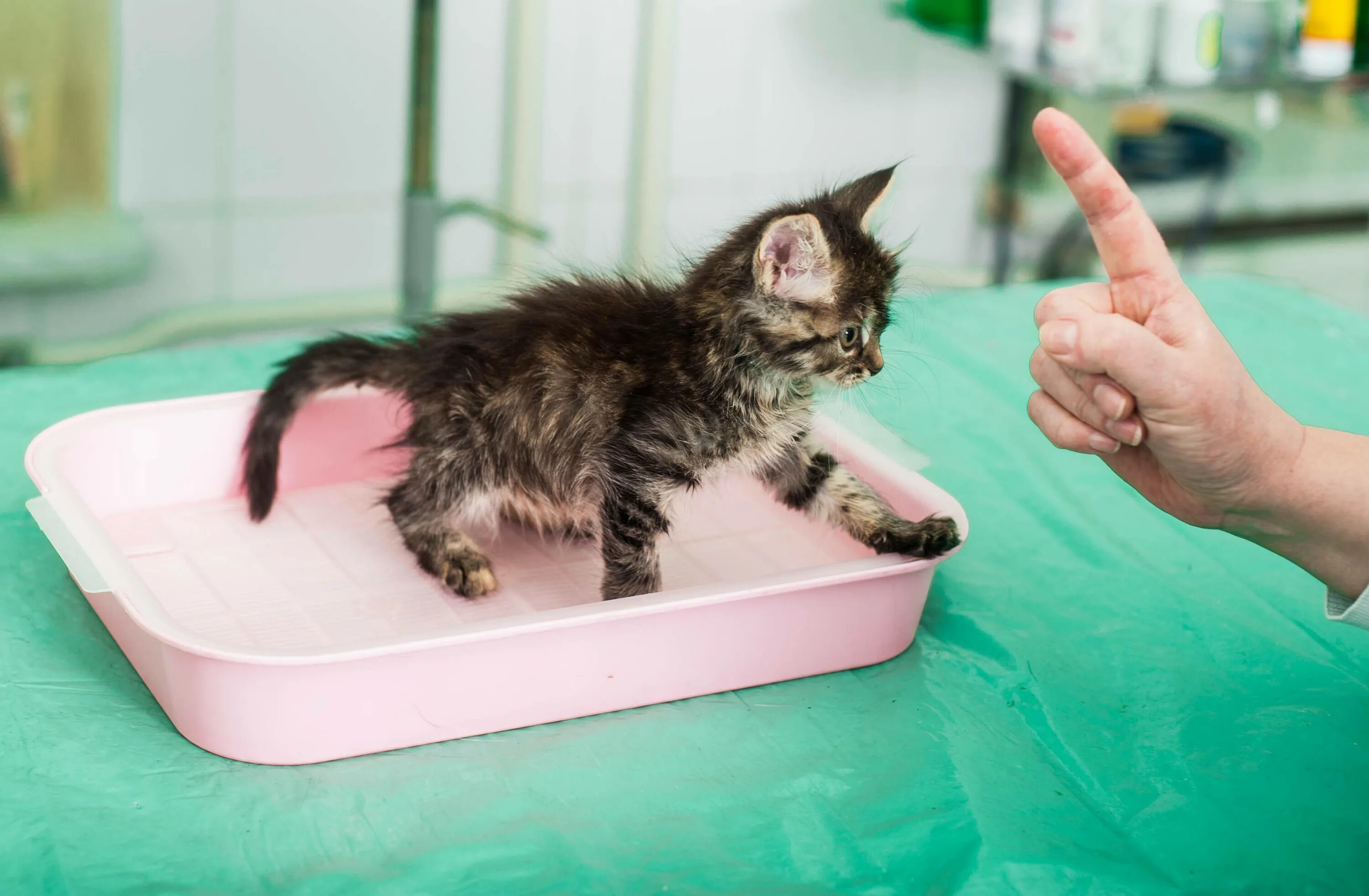 Как приучить кошку. Лоток для котят. приучить котенка к лотку. лоток для котят 2 месяца. котенок ходит в лоток.