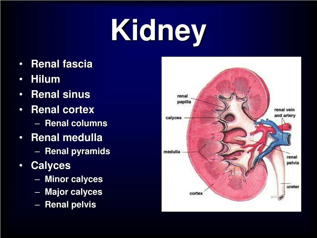 Renal pyramid. Renal перевод. Точки kidney yi. Ренал порошок для кошек. Ренал адванс для кошек.