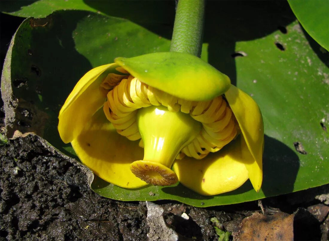 Кувшинка желтая кубышка. Nuphar lutea. Кубышка цветок. Кубышка малая. Желтая пасть