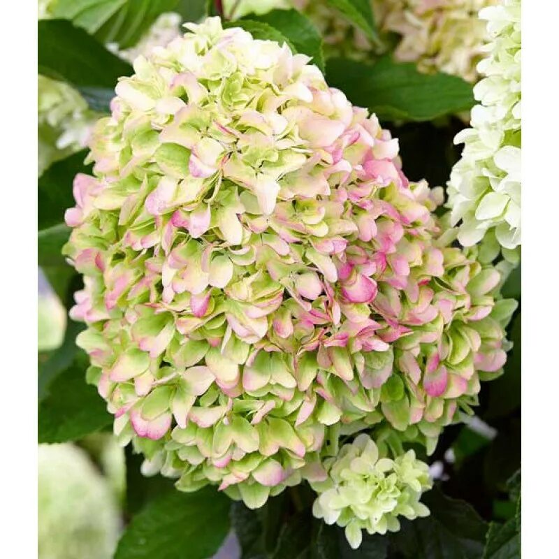 Гортензия метельчатая little fresco. Метельчатая литл фреско. Метельчатая литл фреско. Метельчатая литл фреско. Гортензия литтл фрайз.