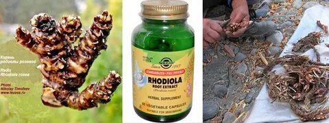 Приготовление золотого корня