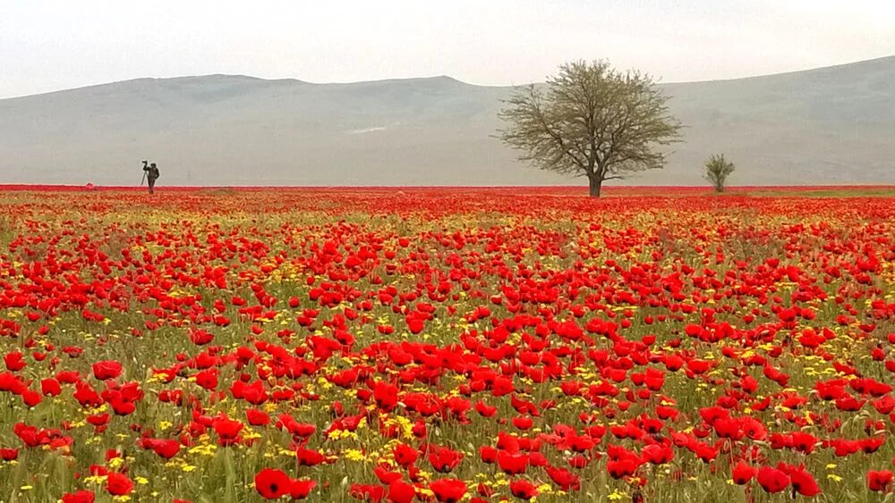 Где находится маковое поле. Маковое поле в Дагестане. Цветущий Мак Дагестан. Маковое поле Сарыкум. Таджикистан Дикие маковые поля.