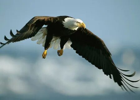 Flying eagle