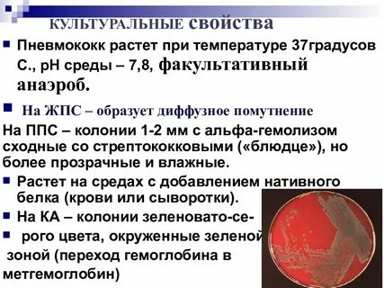 Пневмококк это