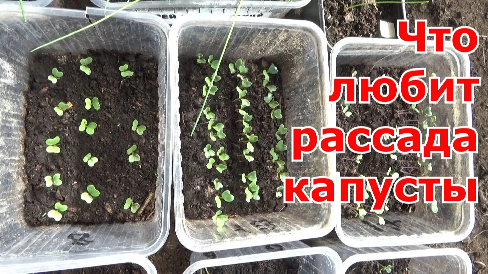 Какого апреля сеять капусту на рассаду. Рассада овощных культур. Рассада на грядке. Капустная рассада. Посадка капусты на рассаду.