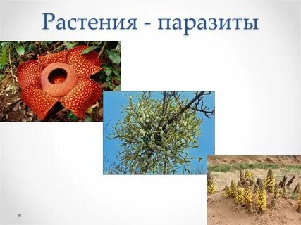 Растение паразит которое питается соком растений