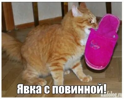 Носит тапочки