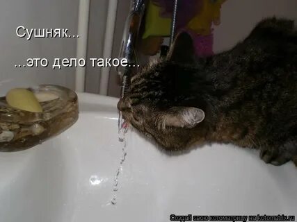 Сушняк это