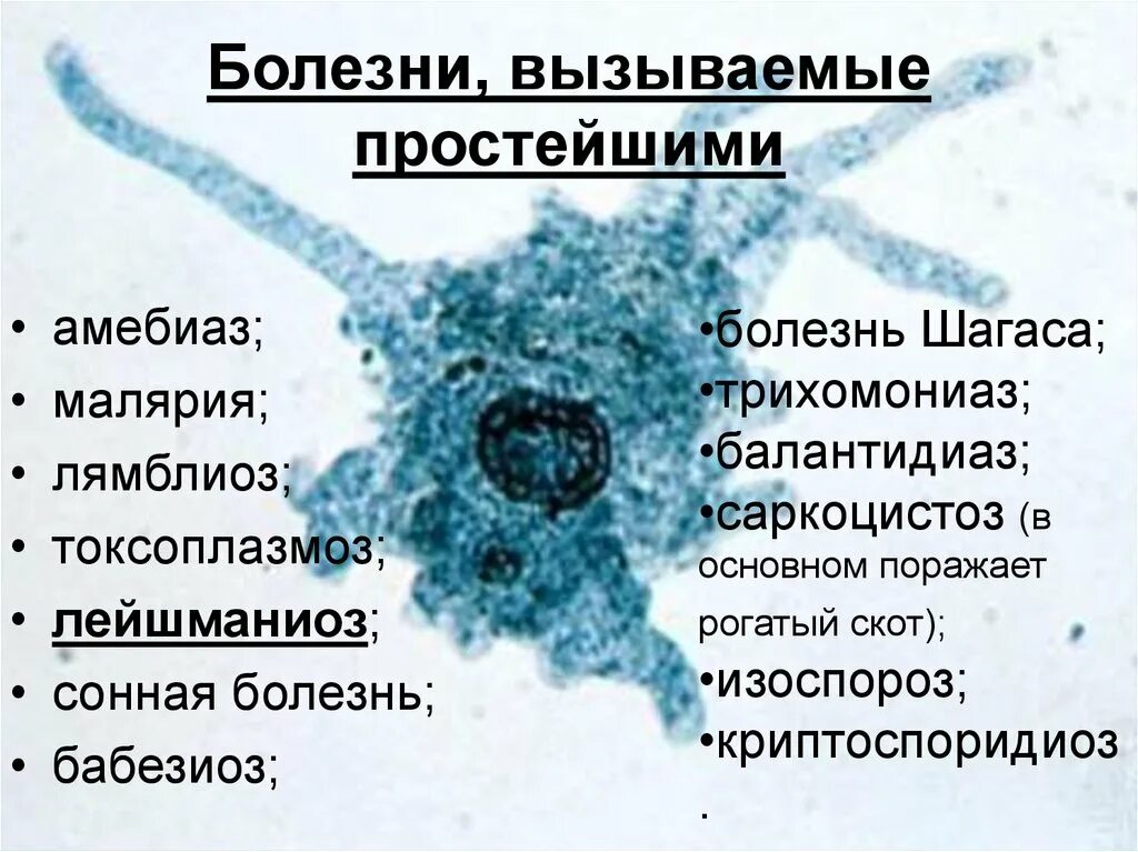 Болезни вызываемые простейшими