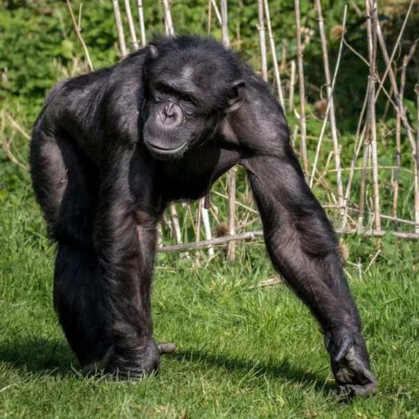 Шимпанзе горилла орангутан. Накаченный шимпанзе. Шимпанзе мышцы. Облысевшая обезьяна.
