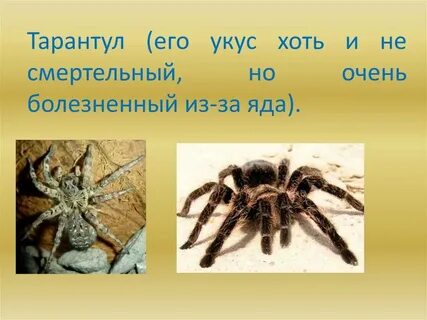 Опасен ли тарантул для человека