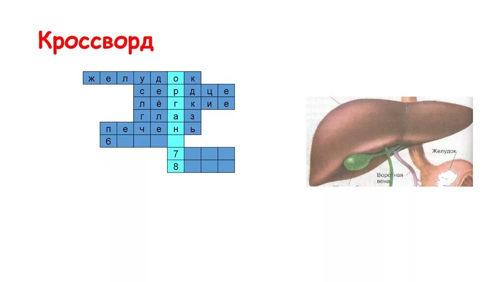 Кроссворд по биологии органы и системы органов животных. Кроссворд на тему ЖКТ. Кроссворд органы пищеварения. Кроссворд на тему система пищеварения. Кроссворд орган слуха